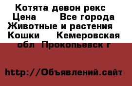 Котята девон рекс › Цена ­ 1 - Все города Животные и растения » Кошки   . Кемеровская обл.,Прокопьевск г.